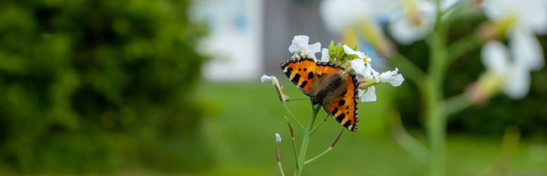 Flora & Fauna De Rakken