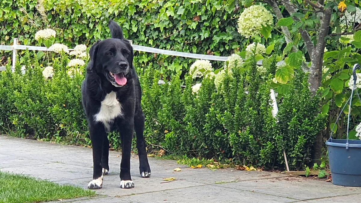 Honden moeten aangelijnd op Camping De Rakken Woudsend Friesland 1