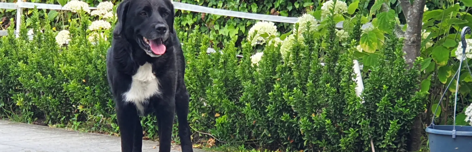 Honden moeten aangelijnd op Camping De Rakken Woudsend Friesland 1