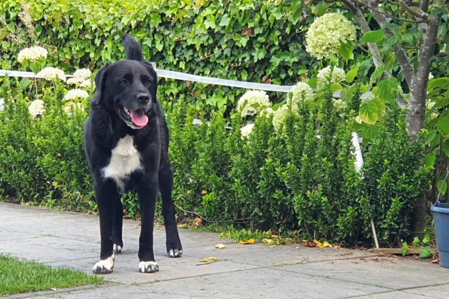 Honden moeten aangelijnd op Camping De Rakken Woudsend Friesland 1